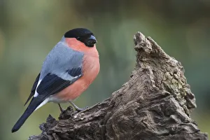Images Dated 2nd March 2018: Bullfinch (Pyrrhula pyrrhula), sits on deadwood, Emsland, Lower Saxony, Germany