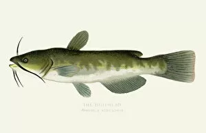 Images Dated 16th July 2016: The bullhead fish illustration 1899