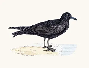 Images Dated 10th June 2016: Bulwers Petrel