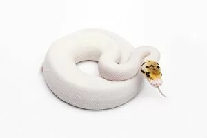 Images Dated 29th September 2011: Bumble Bee Piebald Ball Python or Royal Python -Python regius-, female