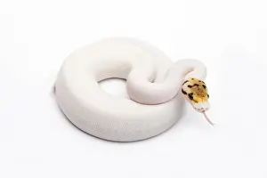 Reptilia Prints: Bumble Bee Piebald Ball Python or Royal Python -Python regius-, female