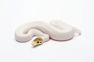 Female Animal Prints: Bumble Bee Piebald Ball Python or Royal Python -Python regius-, female