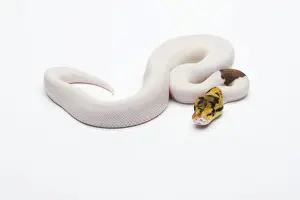 Python Prints: Bumble Bee Piebald Ball Python or Royal Python -Python regius-, male
