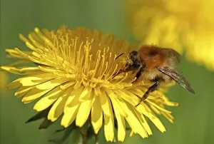 Bumblebee -Bombus sp.-, feeding on a Dandelion flower -Taraxacum sp.-, detail view