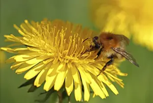 Ingestion Prints: Bumblebee -Bombus sp. -, feeding on a Dandelion flower -Taraxacum sp. -, detail view