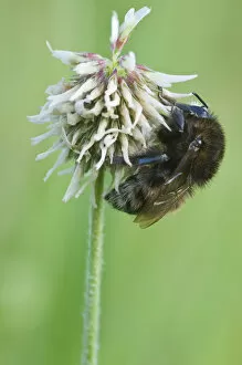 Legume Family Gallery: Bumblebee (Bombus) on white clover