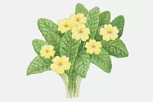 Medium Group Of Objects Gallery: Bumpy leaves and yellow flowers of Primula vulgaris, Primrose