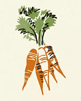 Printstock Collection: Bunch of Carrots