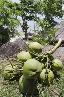Bunch of coconuts, Lamai Beach, Ko Samui, Thailand