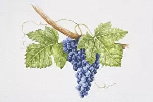 Bunch of dark purple Touriga Nacional grapes on vine