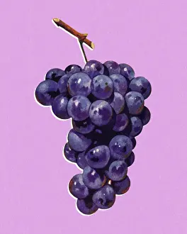 Ilustr Prints: Bunch of Grapes