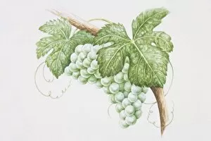 Bunch of Sauvignon Blanc grapes on vine