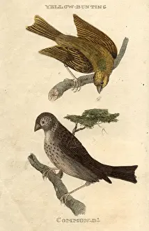 Buntings