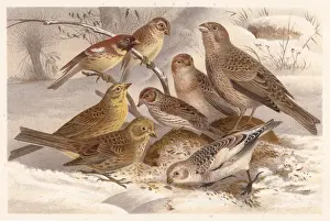 Buntings (Emberizidae), lithograph, published in 1882