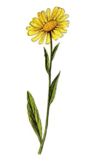 Buphthalmum salicifolium, ox-eye