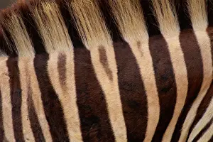 Animal Skin Prints: Burchells zebra (Equus burchelli) Kenya, detail of stripes