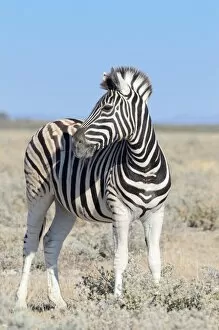 Images Dated 2nd June 2014: Burchells Zebra -Equus burchelli-, standing, Etosha National Park, Namibia