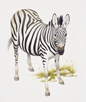 Images Dated 10th May 2006: Burchells Zebra, Equus burchelli, front view