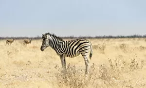Images Dated 20th August 2012: Burchells Zebra -Equus burchellii-, foal in the dry grassland, Etosha National Park, Namibia