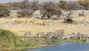 Images Dated 20th August 2012: Burchells Zebra -Equus burchellii-, herd drinking at the Homob waterhole, Etosha National Park