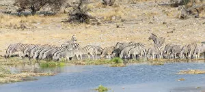 Images Dated 20th August 2012: Burchells Zebra -Equus burchellii-, herd drinking at the Homob waterhole, Etosha National Park