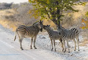 Foal Prints: Burchells Zebra -Equus burchellii