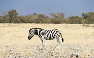 Plains Zebra Gallery: Burchells Zebra -Equus burchellii-, Etosha National Park, Namibia