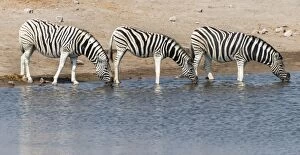 Burchells zebra -Equus burchellii- at Chudob waterhole, Etosha National Park, Namibia