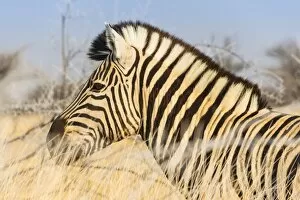 Plains Zebra Gallery: Burchells Zebra -Equus burchellii- in the dry grass, Etosha National Park, Namibia