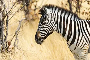Burchells Zebra -Equus burchellii- in the dry grass, Etosha National Park, Namibia