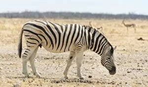 Images Dated 20th August 2012: Burchells Zebra -Equus burchellii- in the dry steppe, Etosha National Park, Namibia