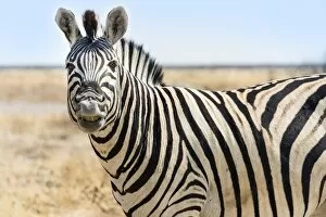 Images Dated 20th August 2012: Burchells Zebra -Equus burchellii-, neighing, in the dry steppe, Etosha National Park, Namibia