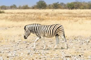 Plains Zebra Gallery: Burchells Zebra -Equus burchellii- walking through dry steppe, Etosha National Park, Namibia