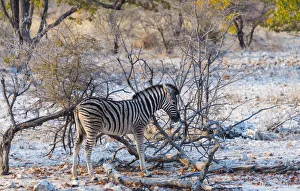 Plains Zebra Gallery: Burchells Zebra -Equus burchellii- young in bushland, Etosha National Park, Namibia