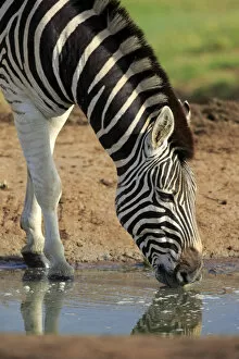 Images Dated 17th December 2013: Burchells Zebra -Equus quagga burchelli-, adult at the water, drinking