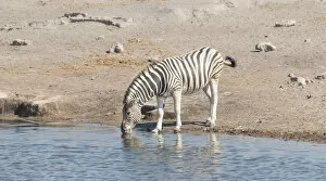 Images Dated 22nd August 2012: Burchells Zebra -Equus quagga burchelli-, Chudop waterhole, Etosha National Park, Namibia