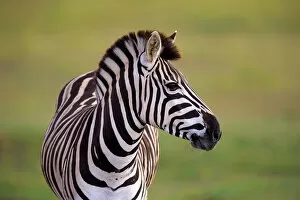 Images Dated 17th December 2013: Burchells Zebra -Equus quagga burchelli-, adult, Addo Elephant National Park, Eastern Cape