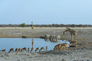 Impala Prints: Burchells Zebra -Equus quagga burchellii