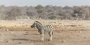 Images Dated 24th August 2012: Burchells Zebra -Equus quagga burchellii-, Etosha National Park, Namibia