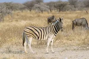 Wildebeest Prints: Burchells Zebra -Equus quagga burchellii- and Blue Wildebeest -Connochaetes taurinus