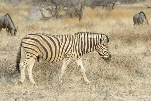 Wildebeest Prints: Burchells Zebra -Equus quagga burchellii- and Blue Wildebeest -Connochaetes taurinus