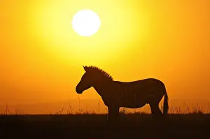 Zebra Prints: Burchells Zebra (Equus quagga burchellii) silhouetted by the sunrise
