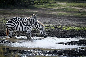 Images Dated 22nd January 2011: Burchells Zebra -Equus quagga-, drinking from a waterhole, Lake Manyara National Park, Tanzania