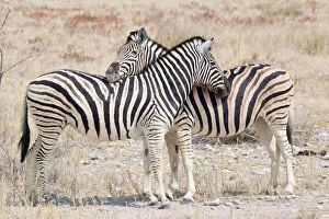 Images Dated 22nd August 2013: Two Burchells zebra -Equus quagga-, Etosha National Park, Namibia