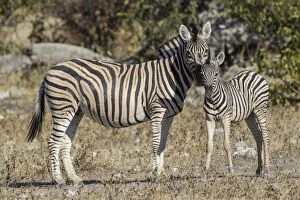 Plains Zebra Gallery: Burchells zebra -Equus quagga- and foal, Etosha National Park, Namibia, Africa