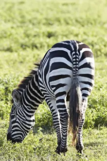 Rear End Prints: Burchells Zebra or Plains Zebra -Equus quagga-, Ngorongoro Crater, Tanzania, Africa