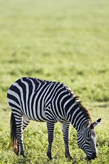 Burchells Zebra or Plains Zebra -Equus quagga-, grazing, Ngorongoro Crater, Tanzania, Africa