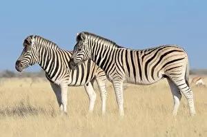 Images Dated 2nd June 2014: Burchells Zebras -Equus burchelli-, standing in dry grass, Etosha National Park, Namibia