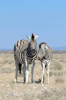 Images Dated 2nd June 2014: Burchells Zebras -Equus burchelli-, adult and foal, Etosha National Park, Namibia