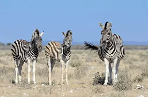 Images Dated 2nd June 2014: Burchells Zebras -Equus burchelli-, adult and foals, Etosha National Park, Namibia
